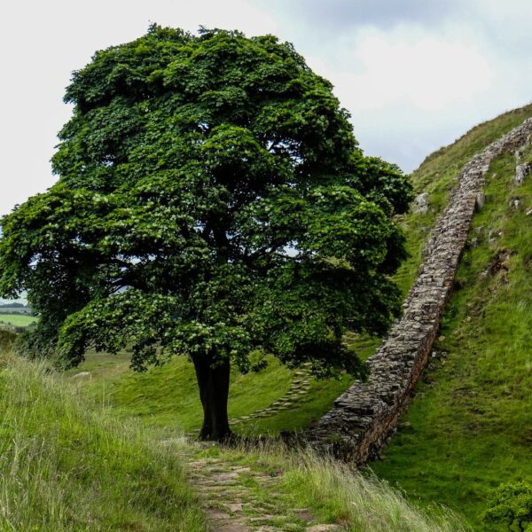 Topic des bonnes nouvelles - Page 37 Sycamore-gap-600x600