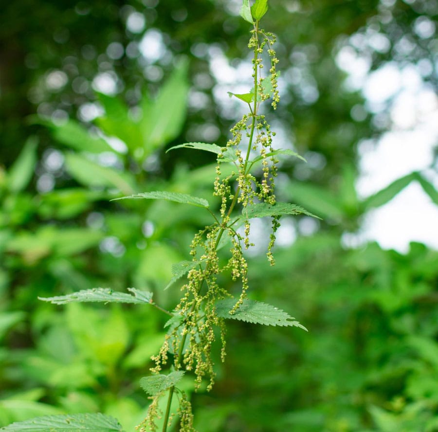 Female Nettle Seeds